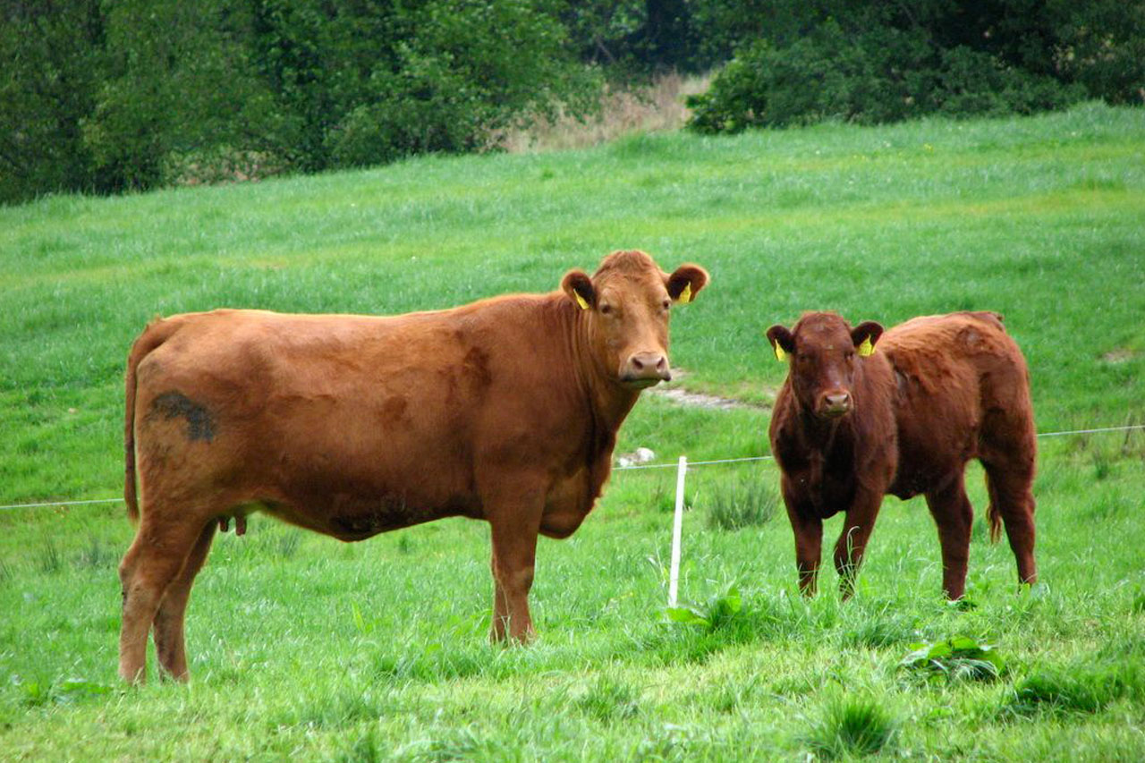 large brown cow with calf in green field